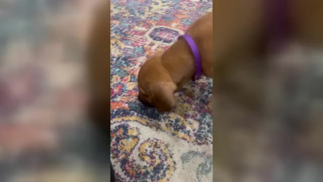 Video preview image #1 Belgian Malinois-Catahoula Leopard Dog Mix Puppy For Sale in WASHINGTON, DC, USA