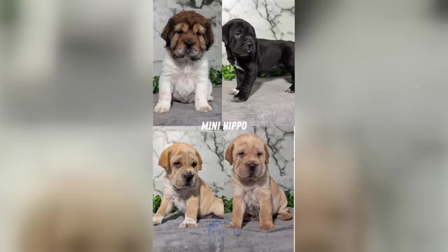 Video preview image #1 Cocker-Pei Puppy For Sale in GOSHEN, IN, USA