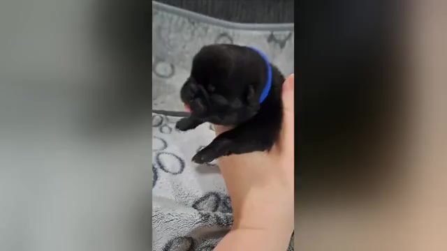 Video preview image #3 Pug Puppy For Sale in NEW BERN, NC, USA