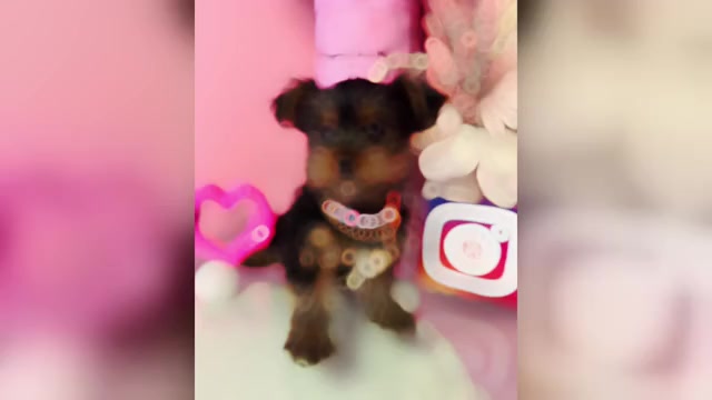 Video preview image #2  Breeder Profile in GLEN ALLEN, VA, USA