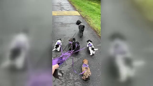 Video preview image #1 Havapoo Puppy For Sale in VANCOUVER, WA, USA