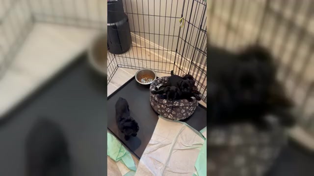 Video preview image #1 Brussels Griffon Puppy For Sale in LOUISVILLE, KY, USA