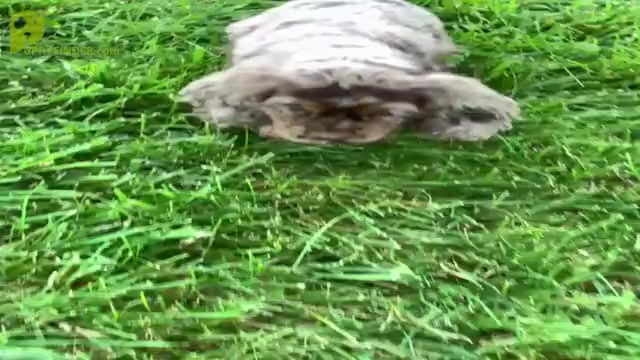 Video preview image #7 Cocker Spaniel Puppy For Sale in WARSAW, IN, USA