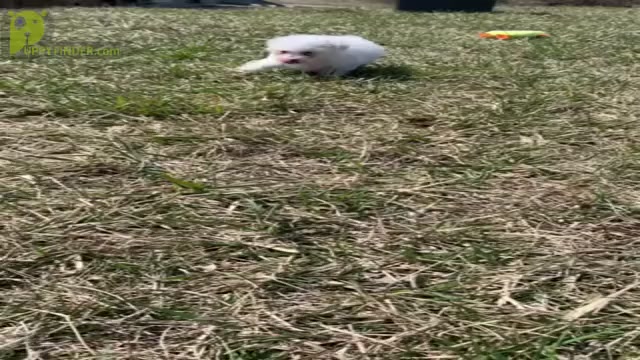 Video preview image #10 Maltese Puppy For Sale in WARSAW, IN, USA