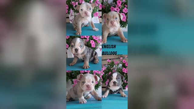 Video preview image #1 English Bulldog Puppy For Sale in GOSHEN, IN, USA
