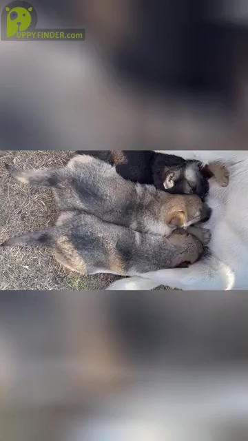 Video preview image #2 German Shepherd Dog Puppy For Sale in DALLAS, TX, USA