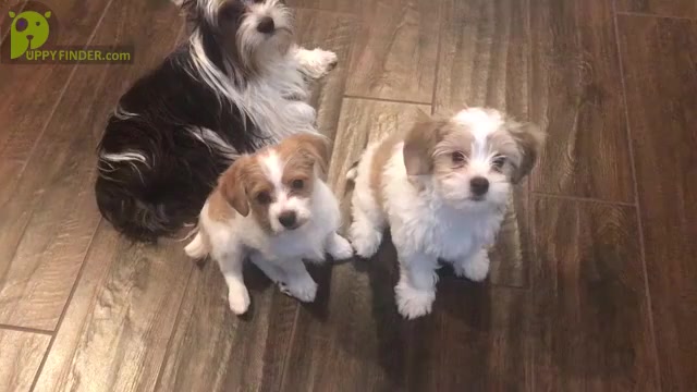 Video preview image #5 Morkie Puppy For Sale in LAS VEGAS, NV, USA