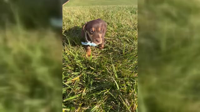 Video preview image #1 Dachshund Puppy For Sale in WARSAW, IN, USA