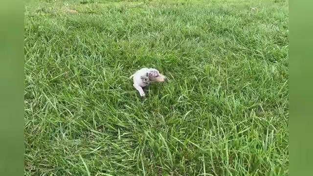 Video preview image #1 Dachshund Puppy For Sale in WARSAW, IN, USA
