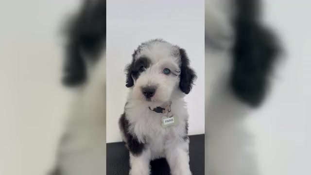 Video preview image #3 Sheepadoodle Puppy For Sale in HUNTINGTON BEACH, CA, USA