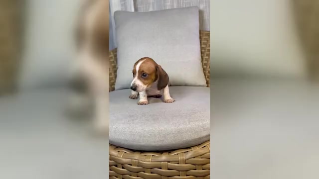 Video preview image #1 Dachshund Puppy For Sale in ORLANDO, FL, USA