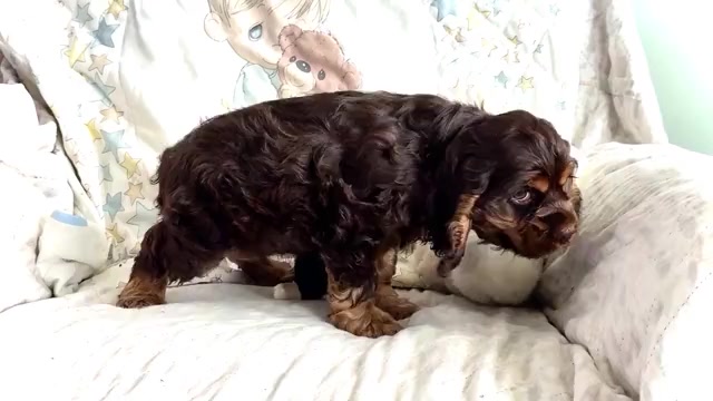 Video preview image #1 Cocker Spaniel Puppy For Sale in WAKARUSA, IN, USA