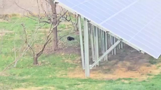 Video preview image #1 German Shepherd Dog Puppy For Sale in JERSEYVILLE, IL, USA