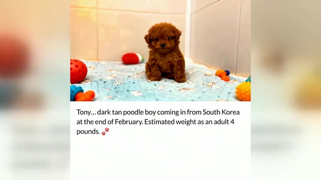Video preview image #1 Maltipoo (Toy) Puppy For Sale in MANHATTAN BEACH, CA, USA
