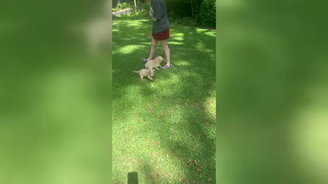 Video preview image #2 Cock-A-Poo-Maltipoo Mix Puppy For Sale in SIMPSONVILLE, SC, USA
