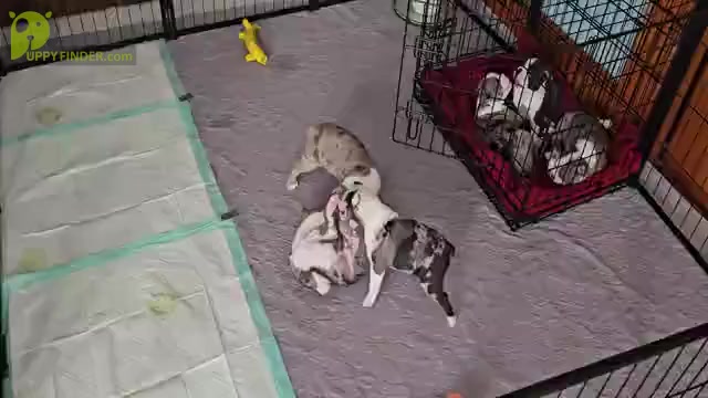 Video preview image #6 Boston Terrier Puppy For Sale in GENOA, NE, USA
