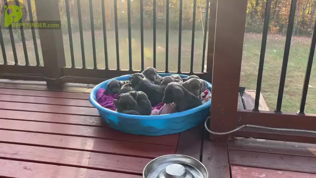 Video preview image #1 Weimaraner Puppy For Sale in KNOXVILLE, TN, USA