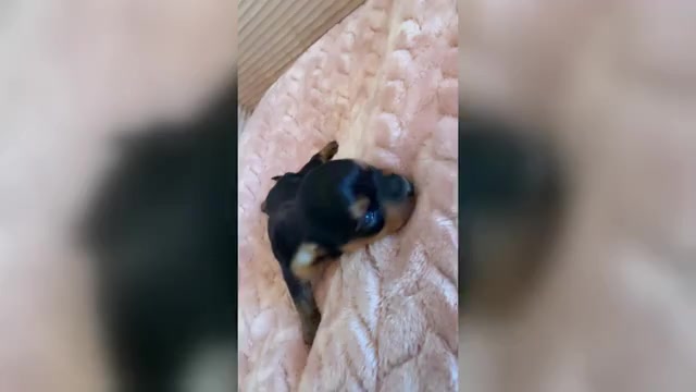 Video preview image #1 Yorkipoo Puppy For Sale in ARLINGTON, TX, USA