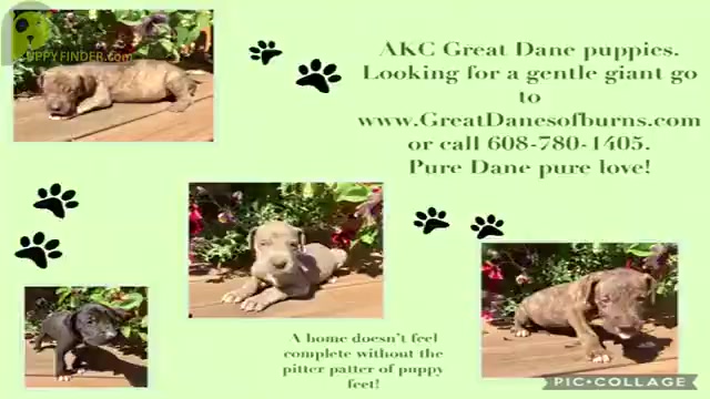 Video preview image #1 Great Dane Puppy For Sale in BANGOR, WI, USA