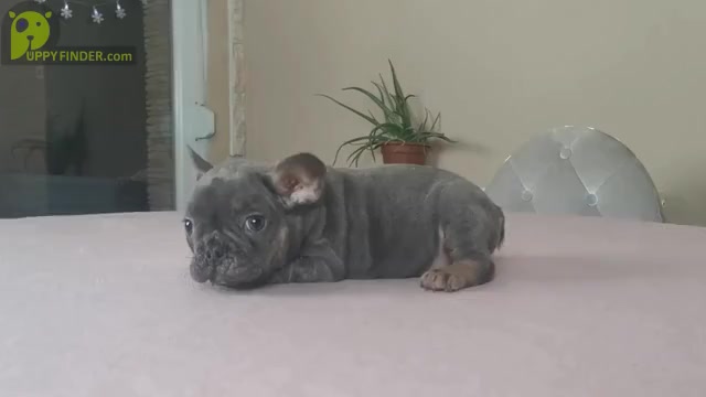 Video preview image #5 French Bulldog Puppy For Sale in BOSTON, MA, USA