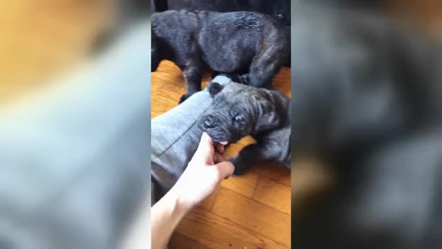 Video preview image #2 Cane Corso Puppy For Sale in JERSEY CITY, NJ, USA