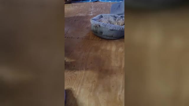 Video preview image #1 Havashire Puppy For Sale in CHICKASHA, OK, USA