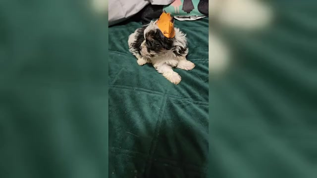 Video preview image #1 Yorkshire Terrier Puppy For Sale in CONKLIN, NY, USA