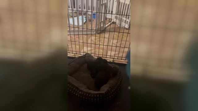 Video preview image #2 Yorkshire Terrier Puppy For Sale in DENHAM SPRINGS, LA, USA