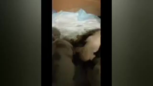 Video preview image #1  Breeder Profile in ROCHESTER, NY, USA