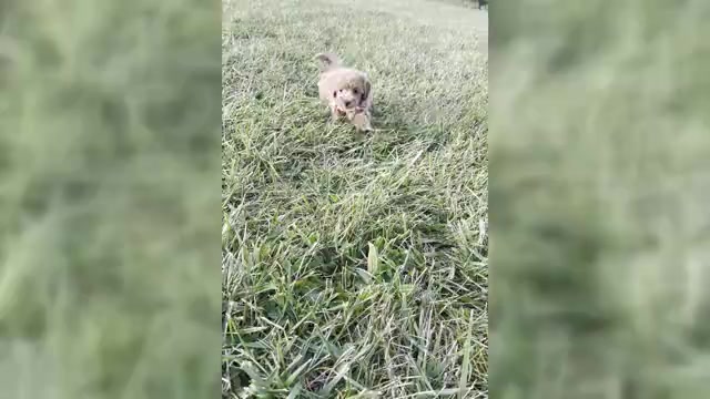 Video preview image #1 Maltipoo Puppy For Sale in WARSAW, IN, USA