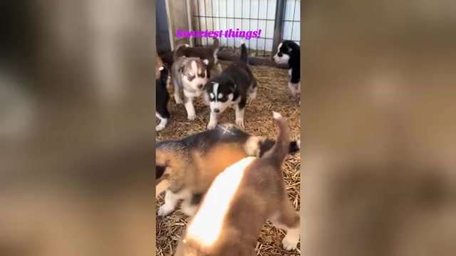 Video preview image #1  Breeder Profile in WORTHINGTON, KY, USA