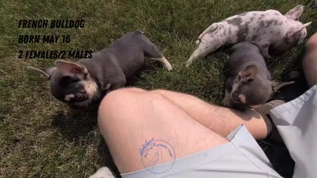 Video preview image #6 French Bulldog Puppy For Sale in GOSHEN, IN, USA