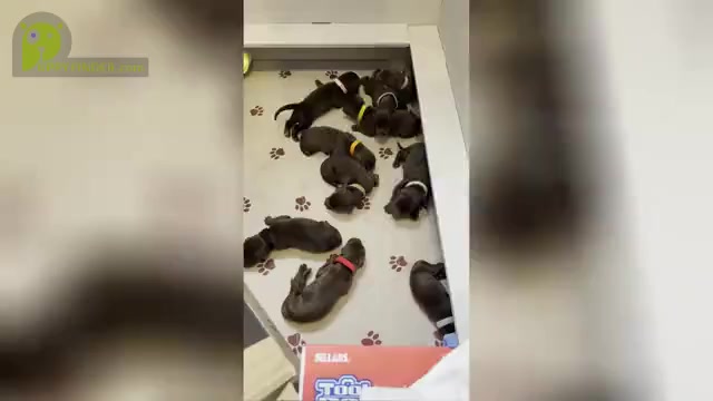 Video preview image #1  Breeder Profile in LAKELAND, FL, USA