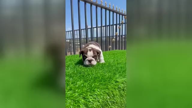 Video preview image #1 English Bulldog Puppy For Sale in DURHAM, NC, USA