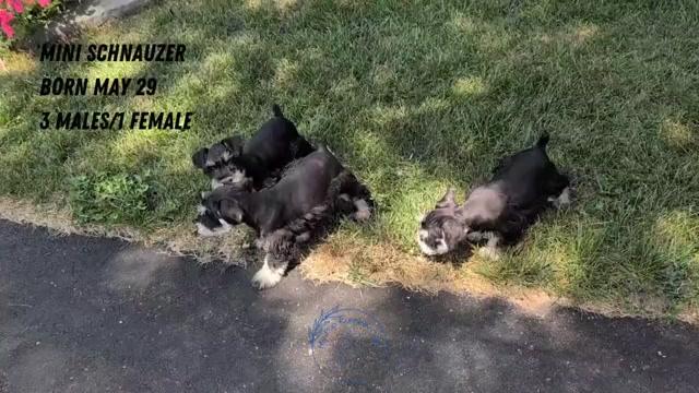 Video preview image #10 Schnauzer (Miniature) Puppy For Sale in GOSHEN, IN, USA