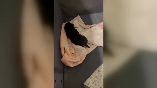 Video preview image #1 French Bulldog-Siberian Husky Mix Puppy For Sale in MILWAUKEE, WI, USA