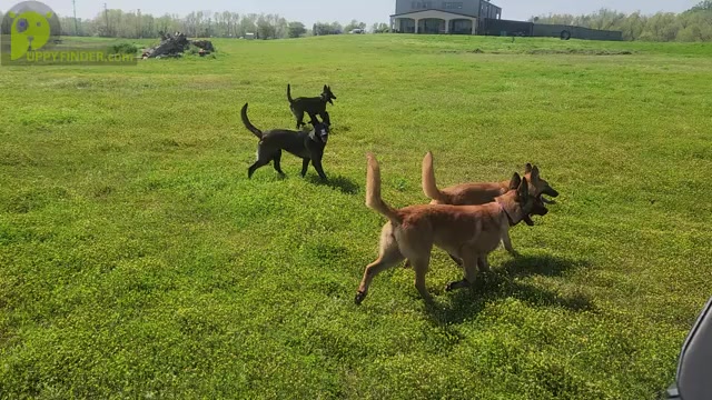 Video preview image #1 Belgian Malinois Puppy For Sale in CHICAGO, IL, USA