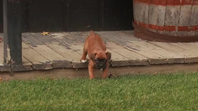 Video preview image #1 Boxer Puppy For Sale in SHIPSHEWANA, IN, USA
