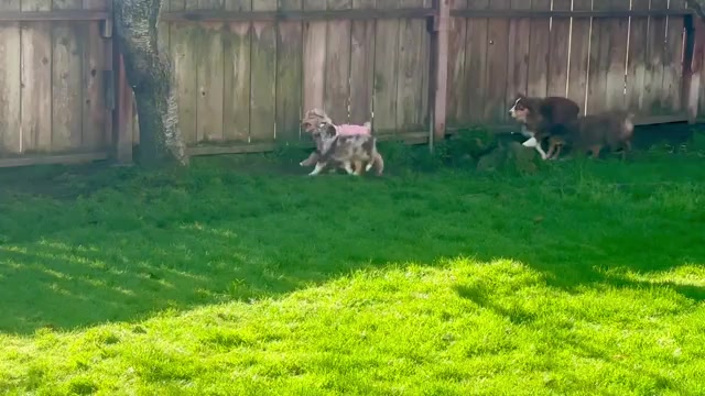 Video preview image #2 Miniature Australian Shepherd Puppy For Sale in ESCALON, CA, USA