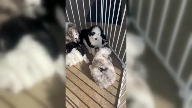 Video preview image #5 Sheepadoodle Puppy For Sale in HUNTINGTON BEACH, CA, USA
