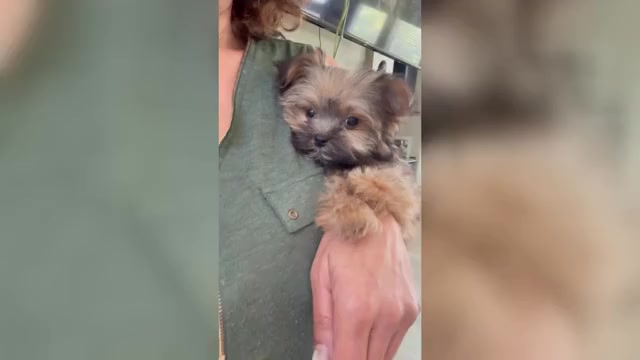 Video preview image #3 Maltipoo Puppy For Sale in SANTA MARIA, CA, USA