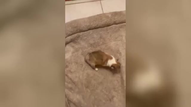 Video preview image #5 Collie Puppy For Sale in HIGH POINT, NC, USA