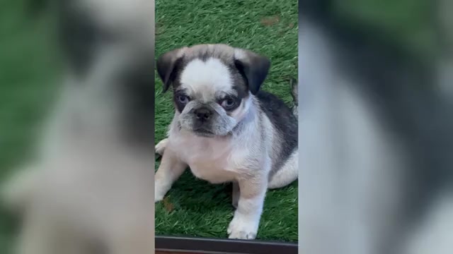Video preview image #1 Pug Puppy For Sale in SPRING CITY, PA, USA