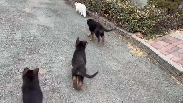 Video preview image #3 German Shepherd Dog Puppy For Sale in NEWVILLE, PA, USA