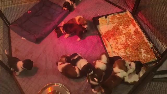 Video preview image #4 Basset Hound Puppy For Sale in BYHALIA, MS, USA