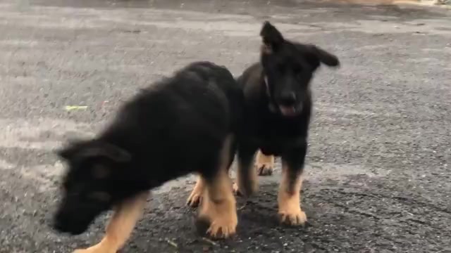 Video preview image #1 German Shepherd Dog Puppy For Sale in NEWVILLE, PA, USA