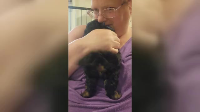 Video preview image #1 Poo-Shi Puppy For Sale in RICHMOND, MO, USA