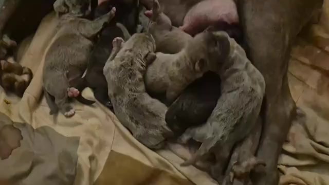 Video preview image #3 Cane Corso Puppy For Sale in COLUMBIA, SC, USA
