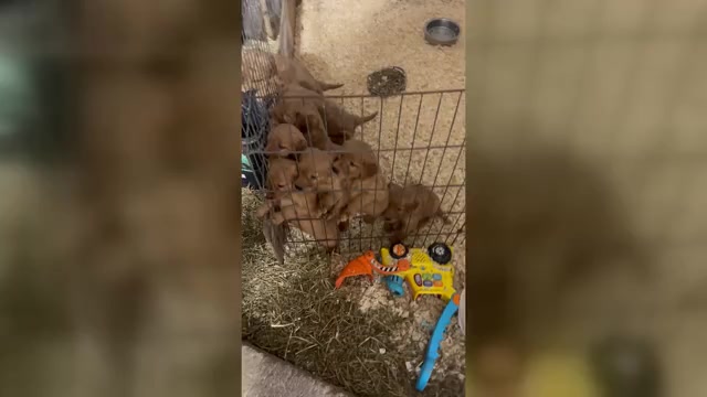 Video preview image #1 Golden Retriever Puppy For Sale in WITHEE, WI, USA