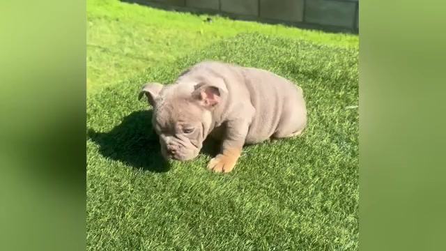 Video preview image #1 English Bulldog Puppy For Sale in HOUSTON, TX, USA
